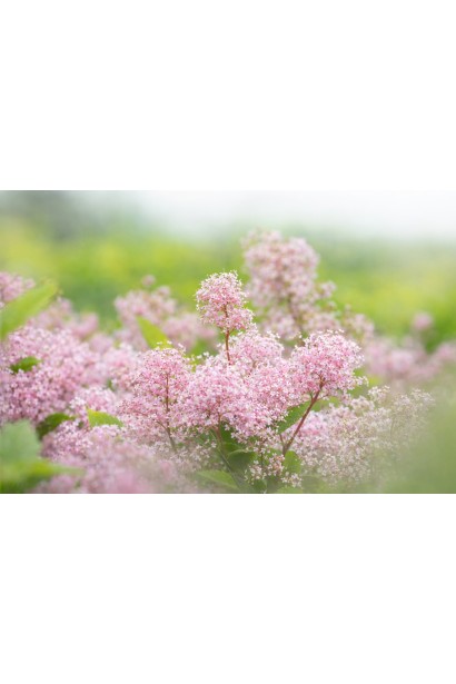 Ceanothus Perle Rose